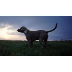 Tractive TRDOG6BR Brown Ηλεκτρικό Κολάρο Σκύλου GPS 